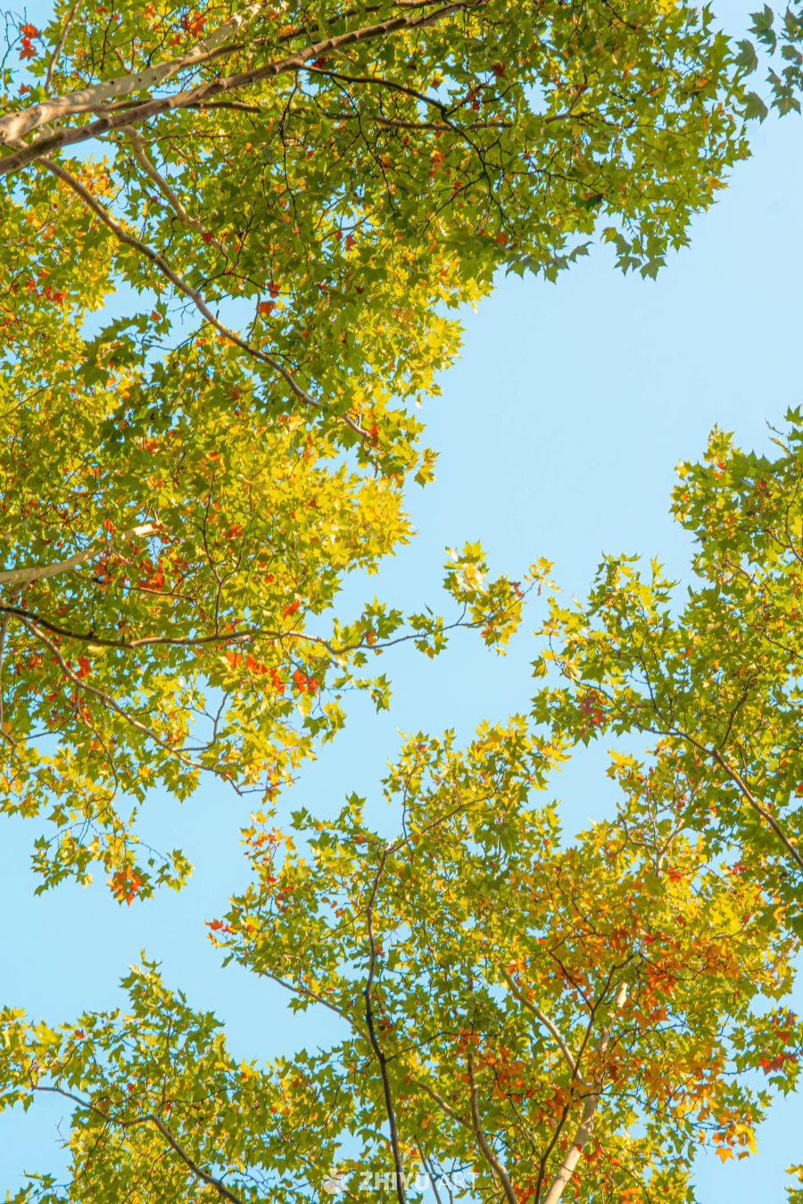 秋日蓝天下的斑斓树叶