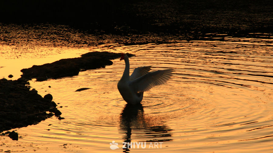 一羽掠过 岁月成褶