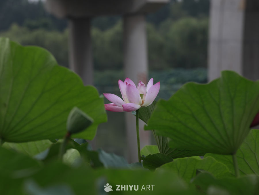 静谧的荷花
