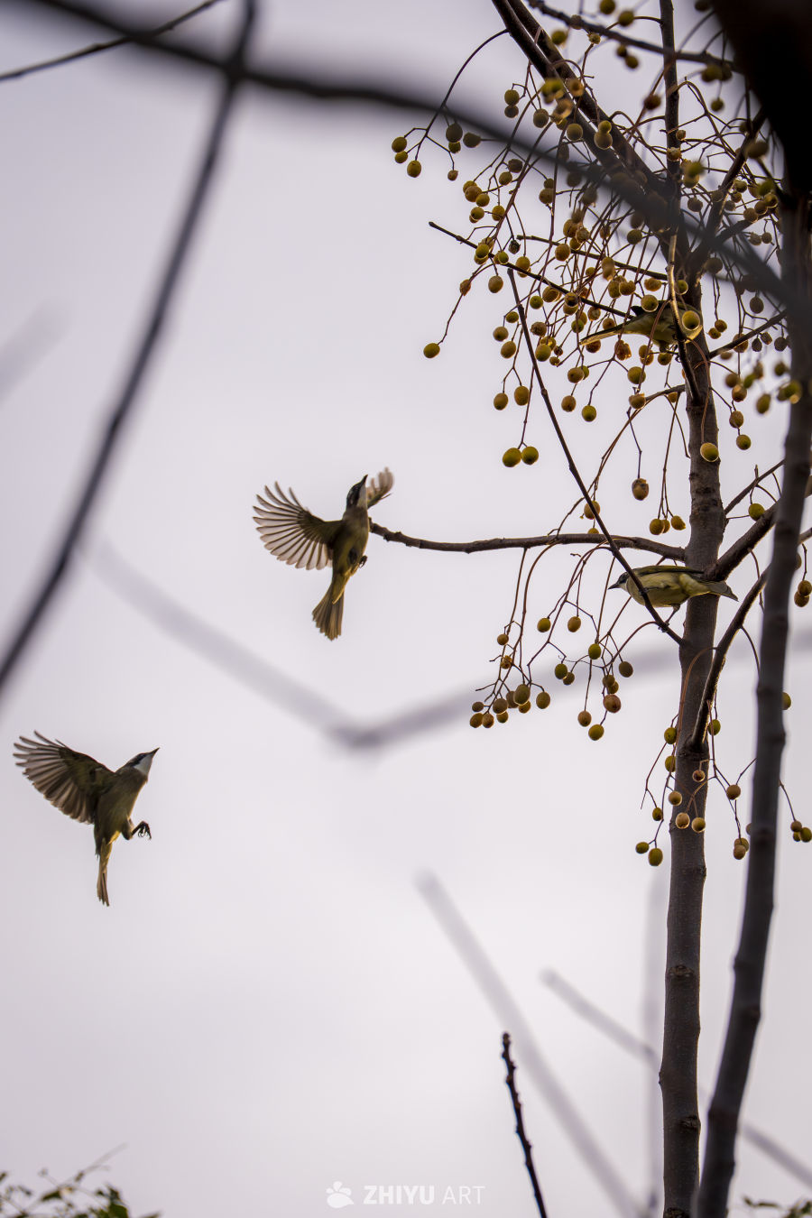 鸟语花香：自然的和谐乐章