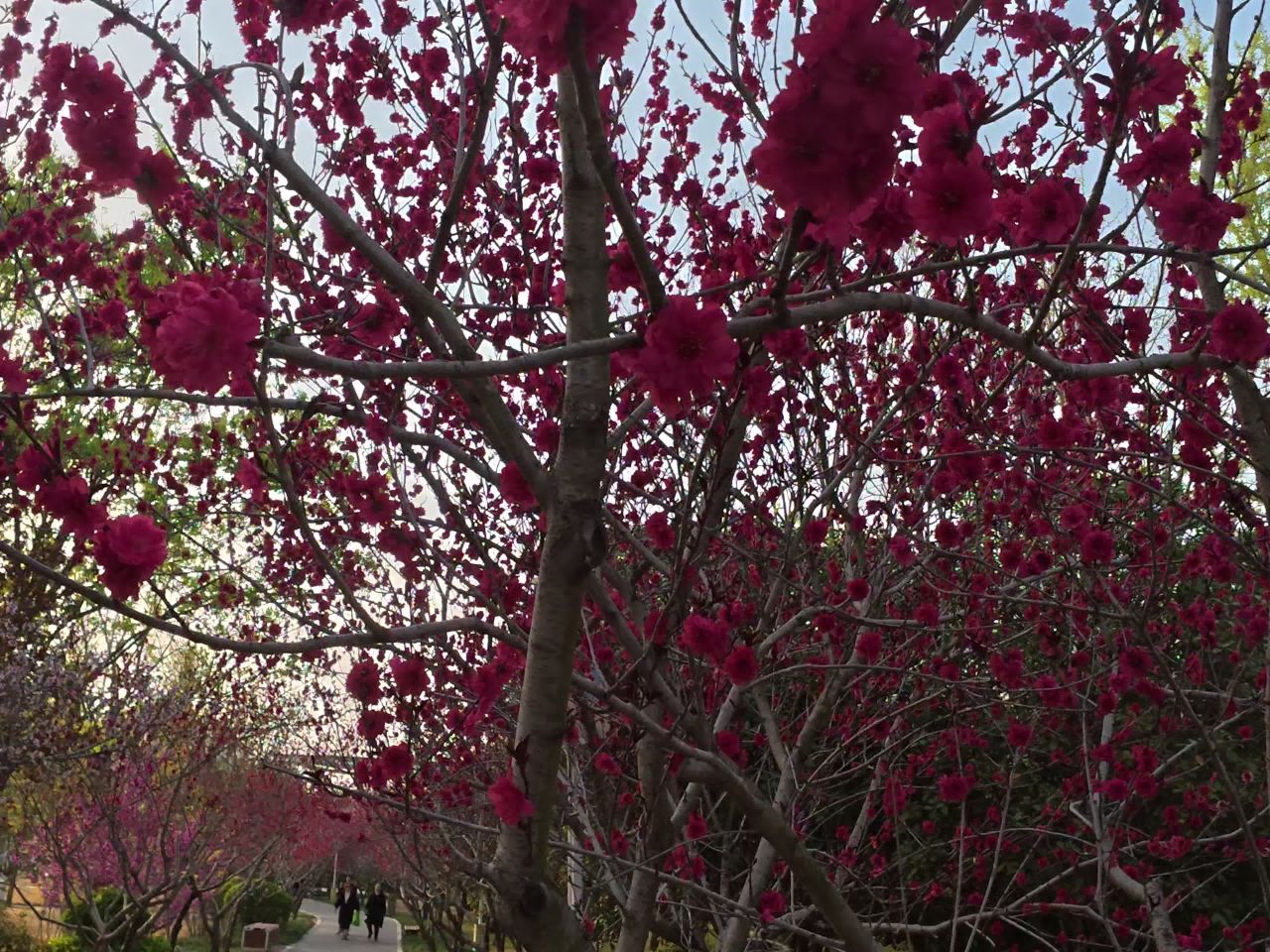 樱花盛开的公园漫步