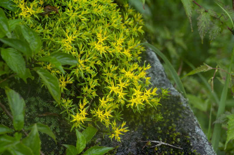 大美武功山 14