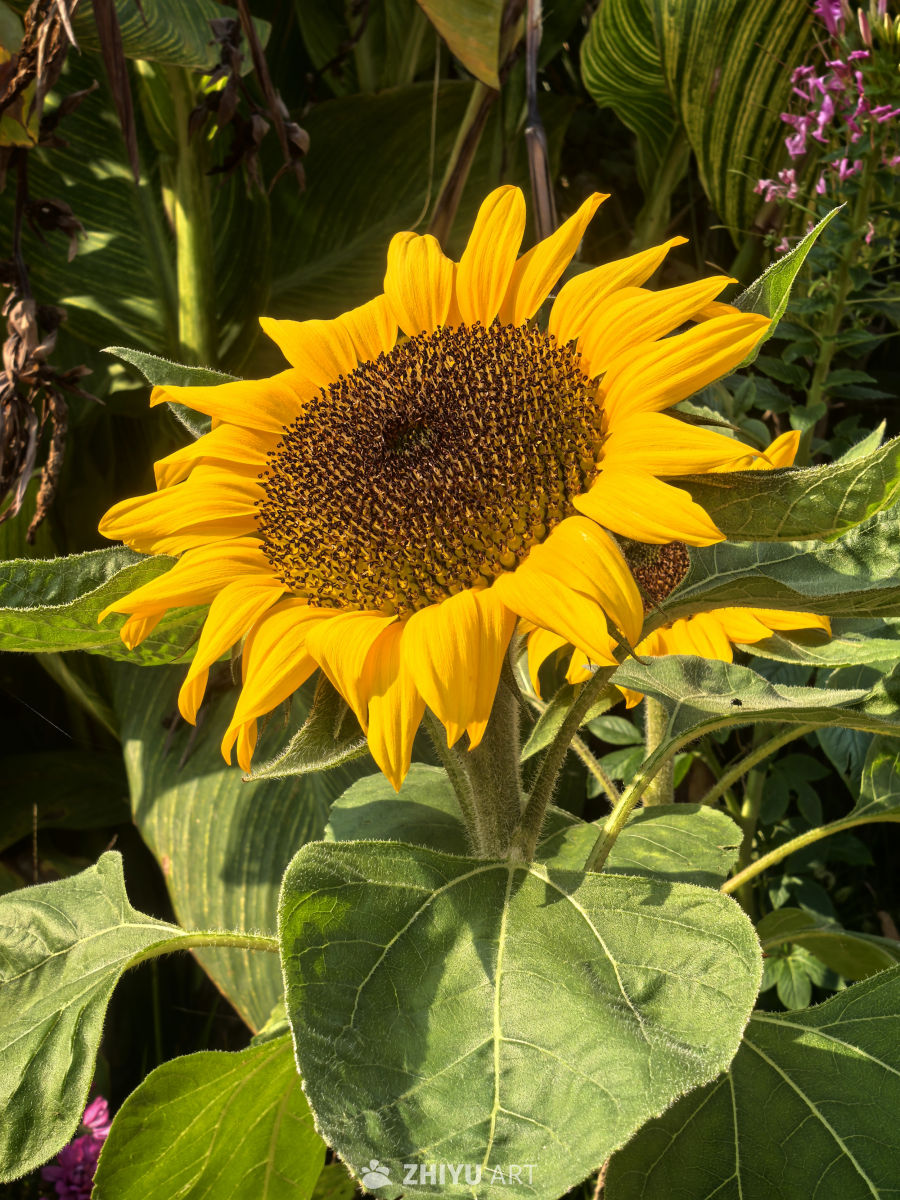 忙于采集的蜜蜂，无暇在人前高谈阔论。