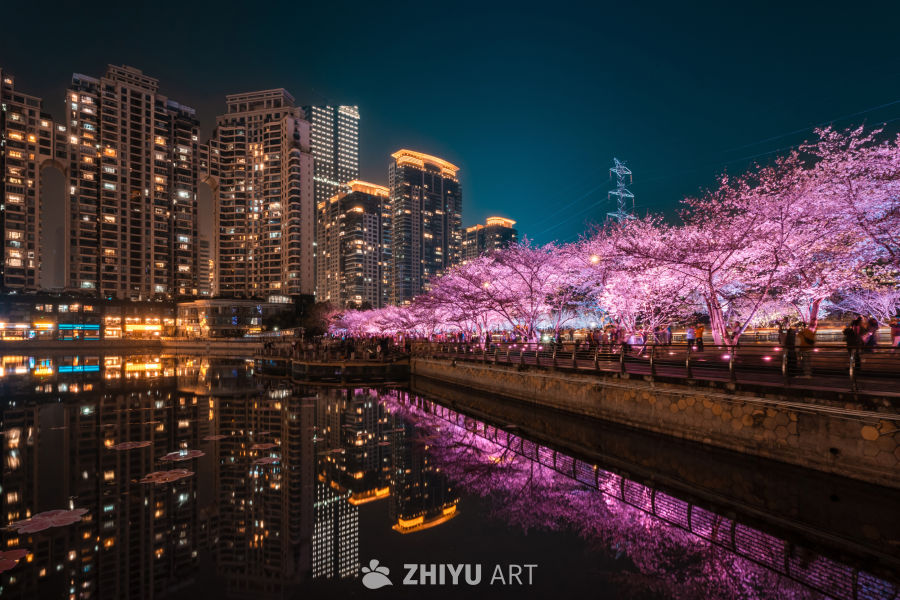 武汉西北湖樱花夜景