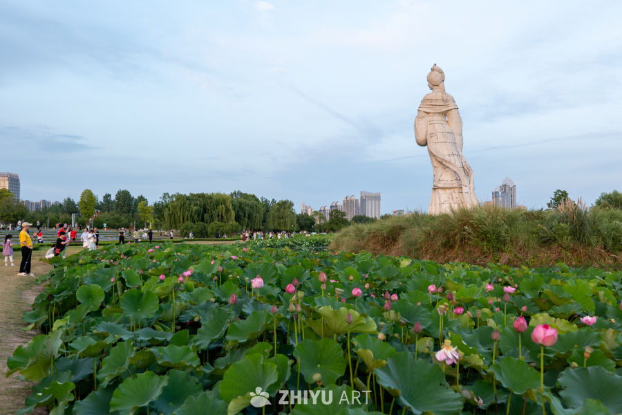 古楼荷花 46