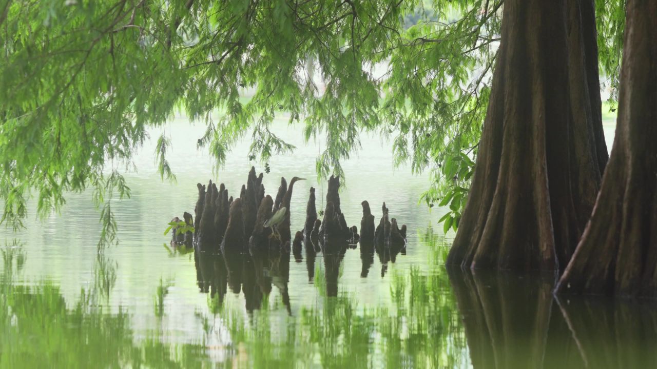 白鹭飞过水面