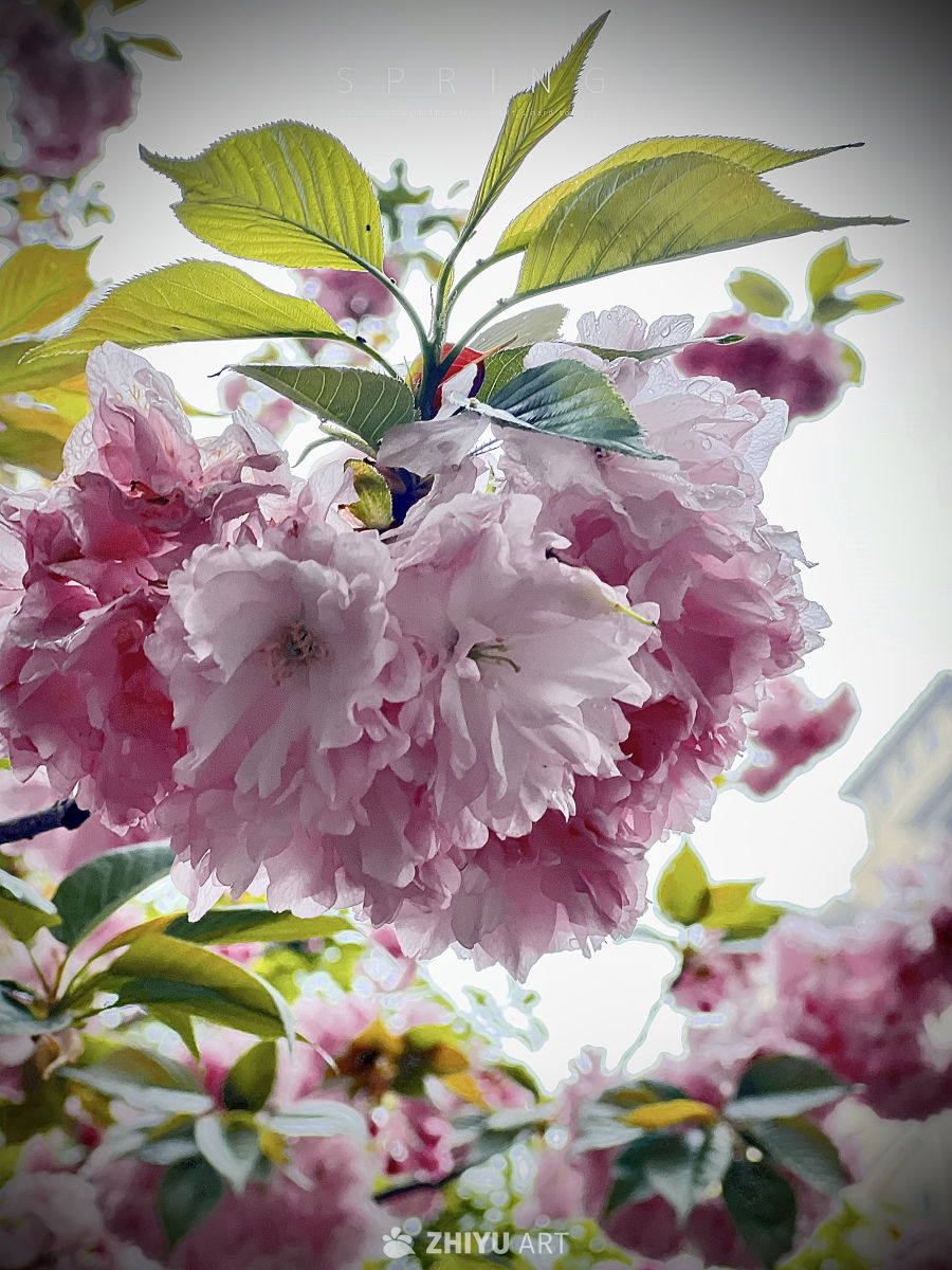 春日樱花绽放