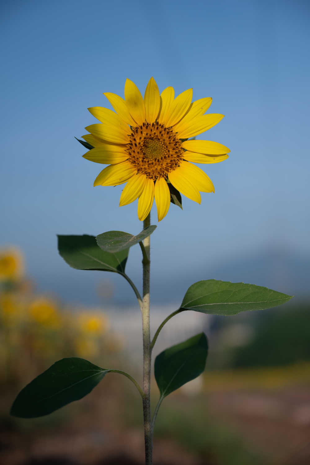 夏日葵