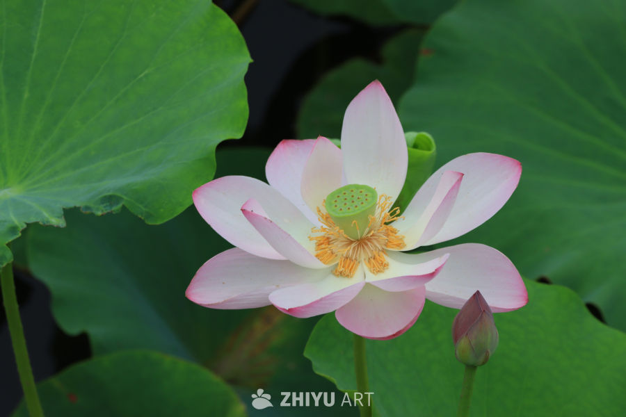 荷花 4