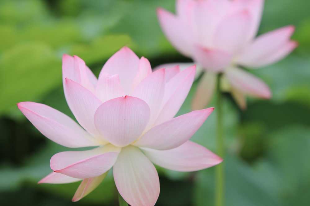 荷花荷叶池塘