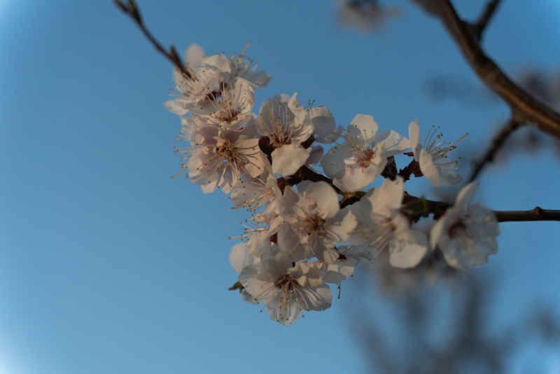 小白花2