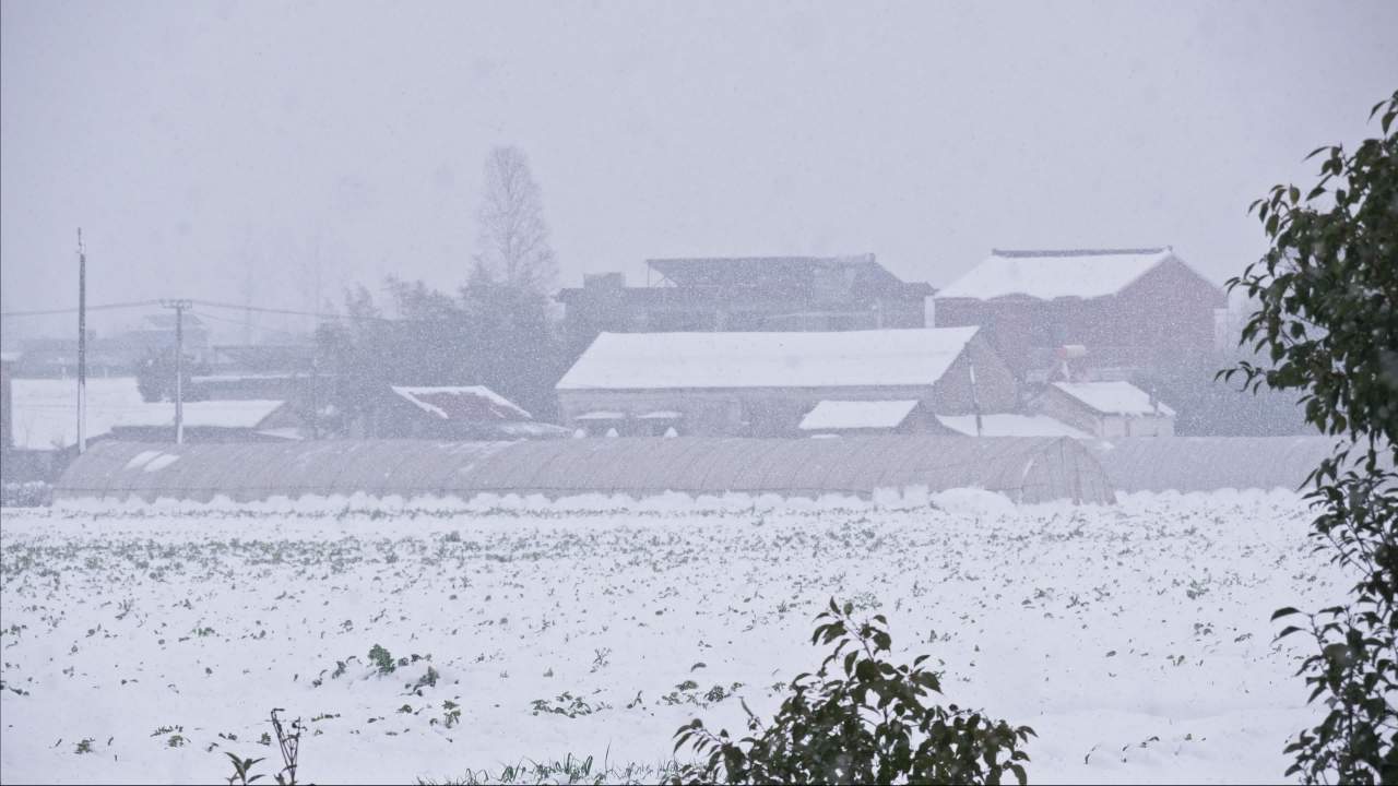 冬天冬季下雪花白雪皑皑 4