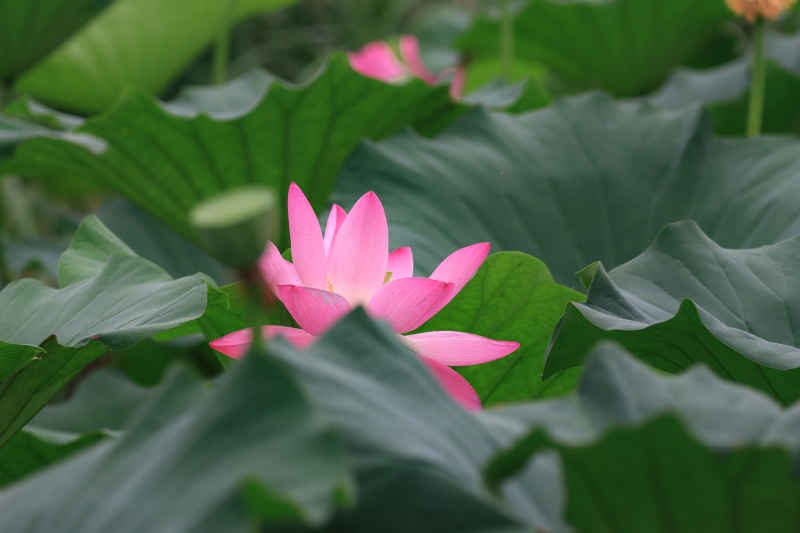 荷花 35