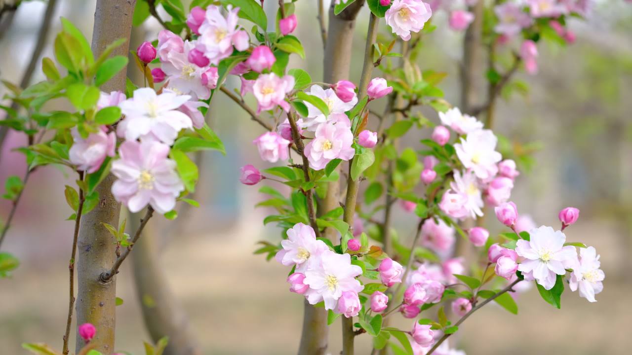 花 5
