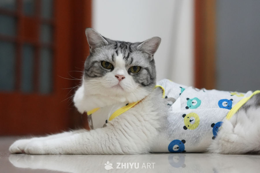 猫咪 28