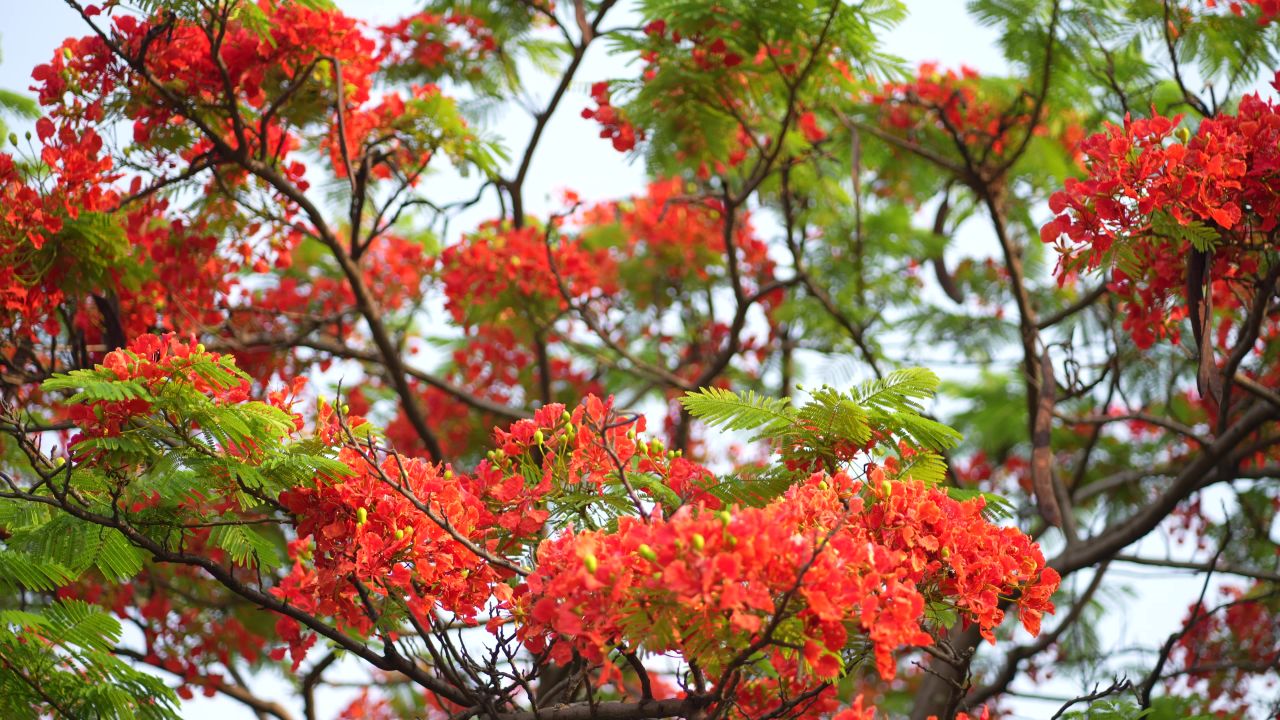 凤凰花 5