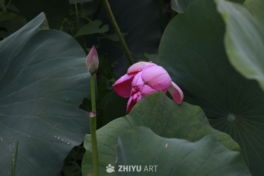 雨后荷花