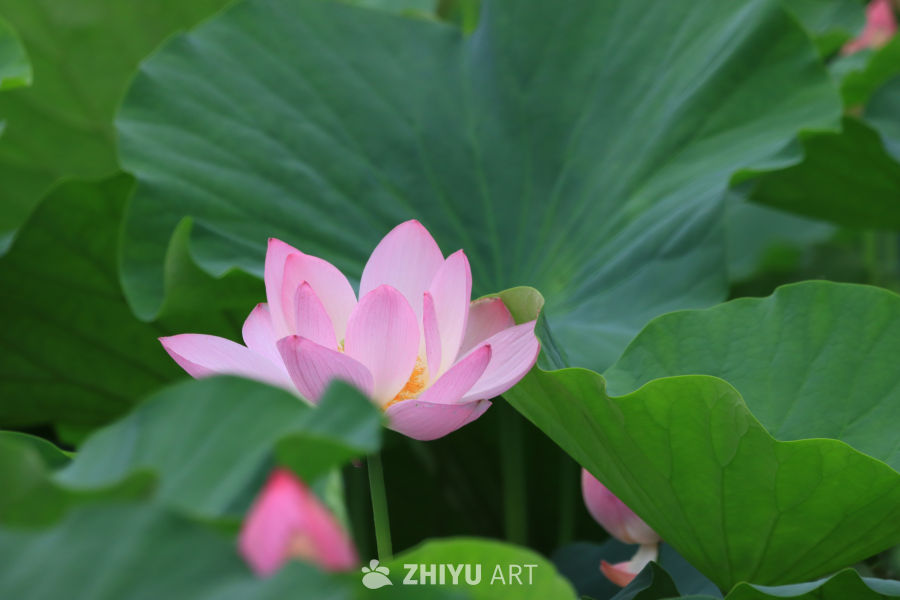 荷花 37