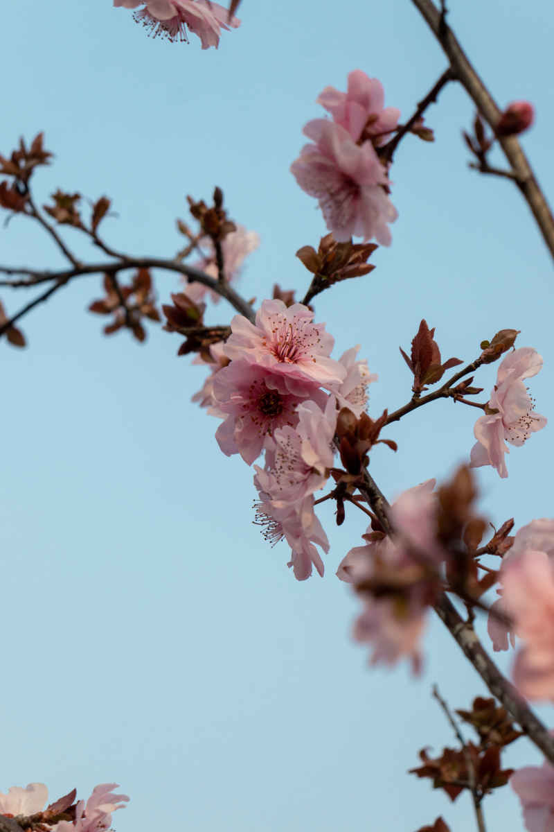 花晨月夕
