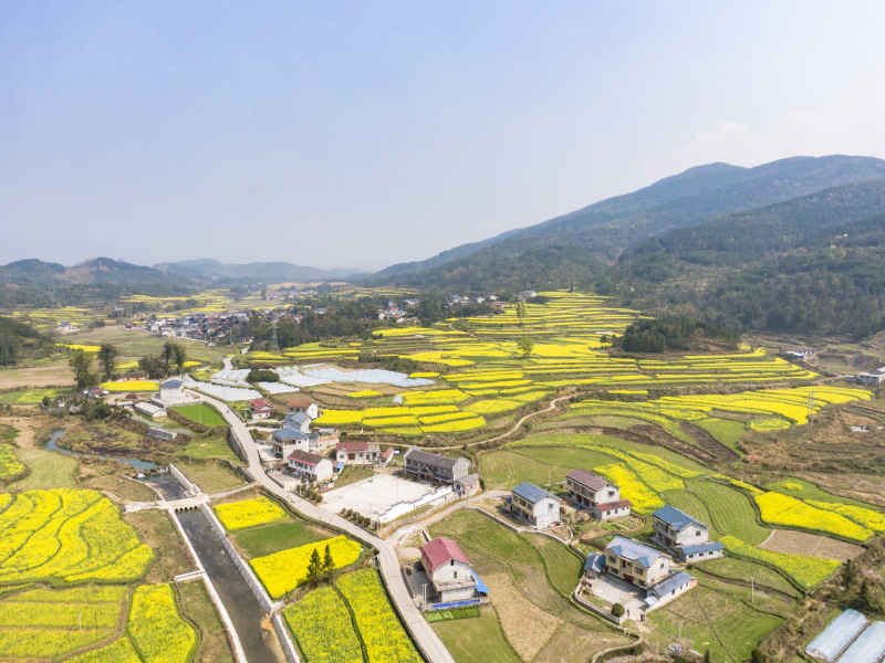 美丽乡村金黄油菜花盛开航拍摄影图 