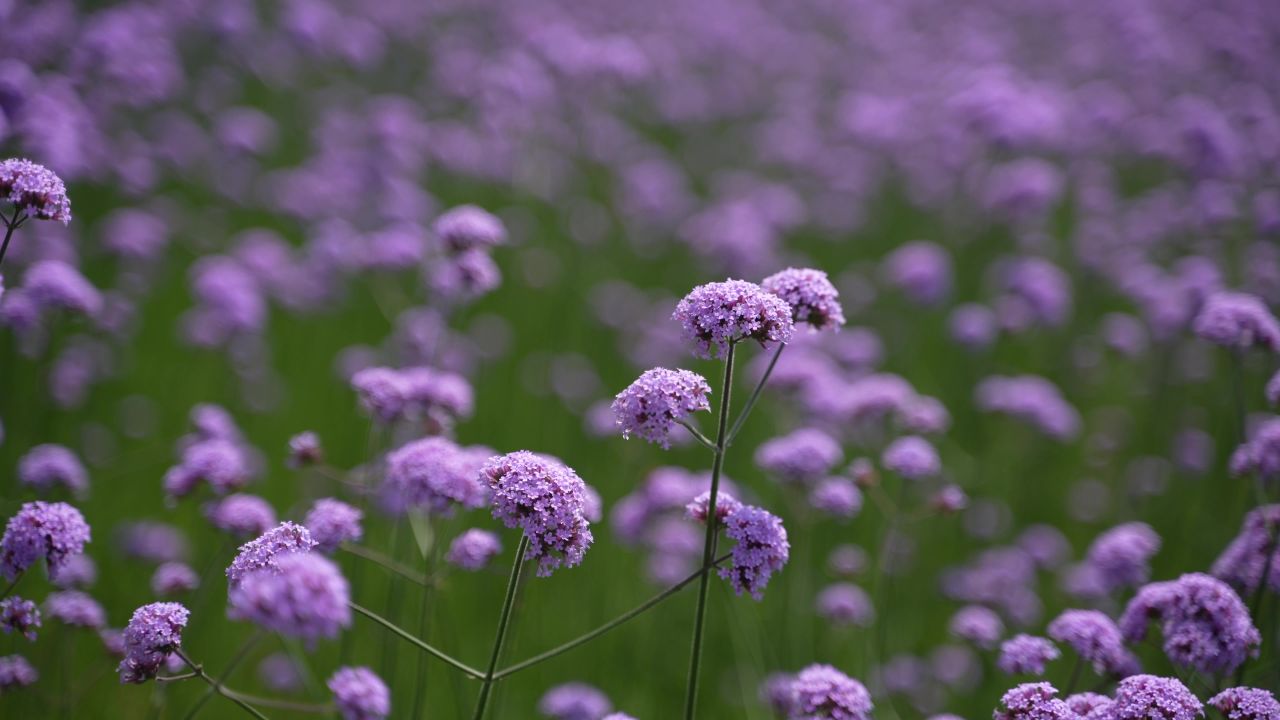 花 3