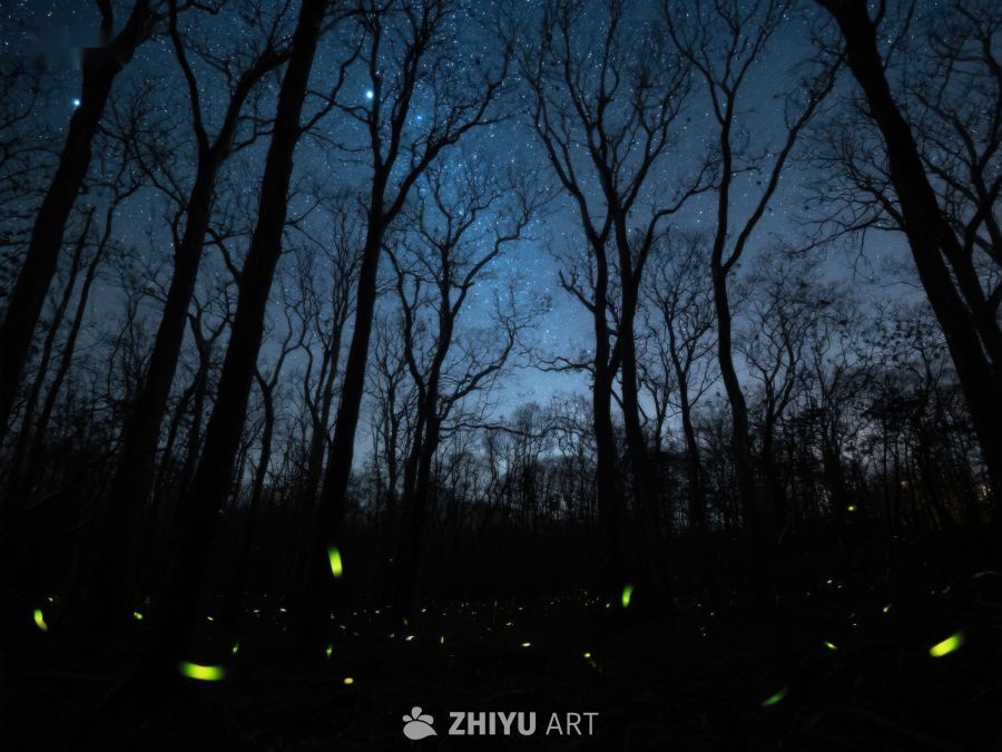 夜林萤火虫闪烁 465