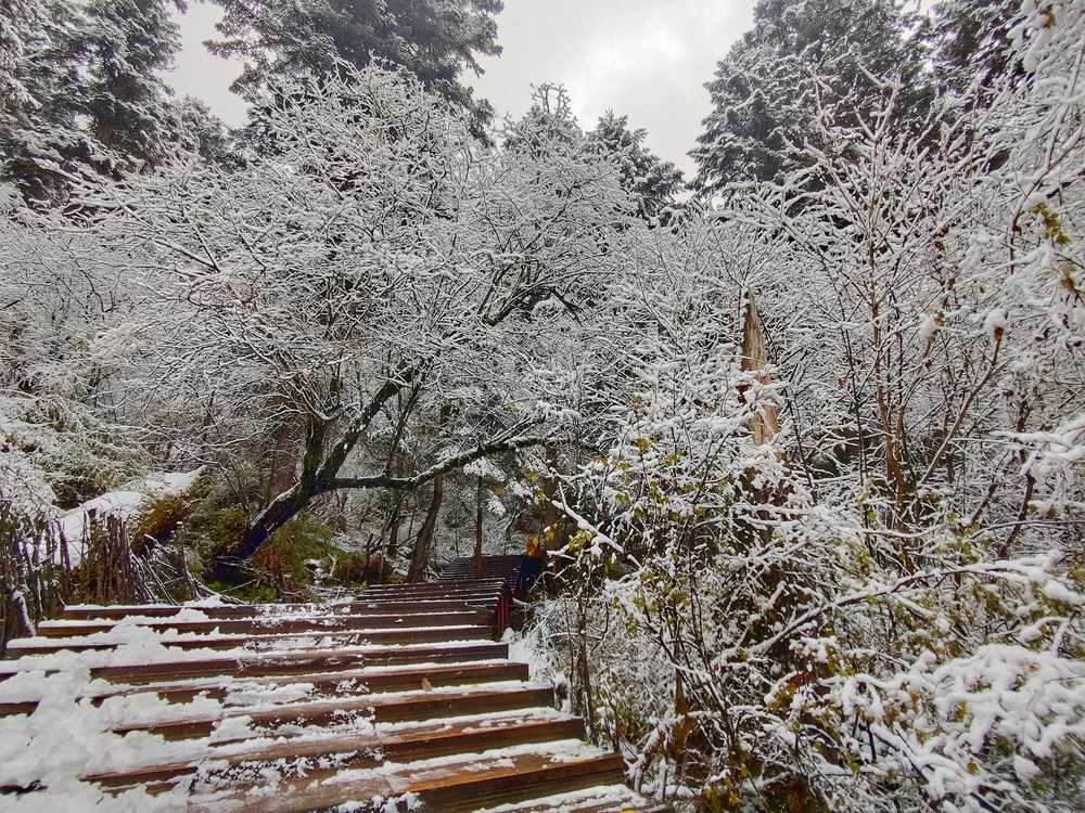 四川九寨沟原始森林冬景