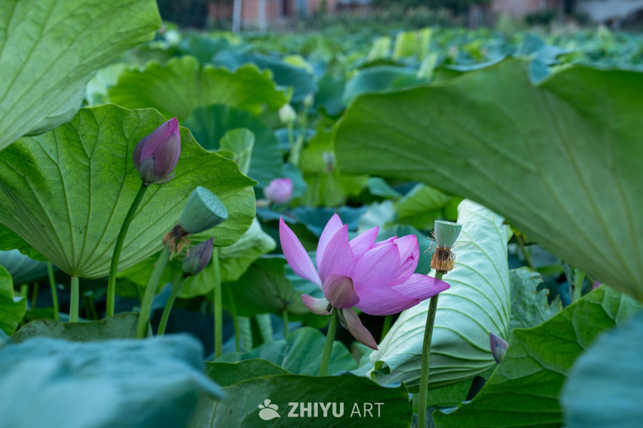 荷花 8