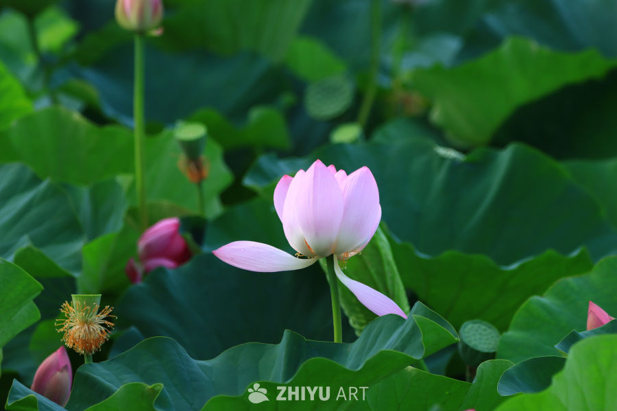 盛夏荷花 200