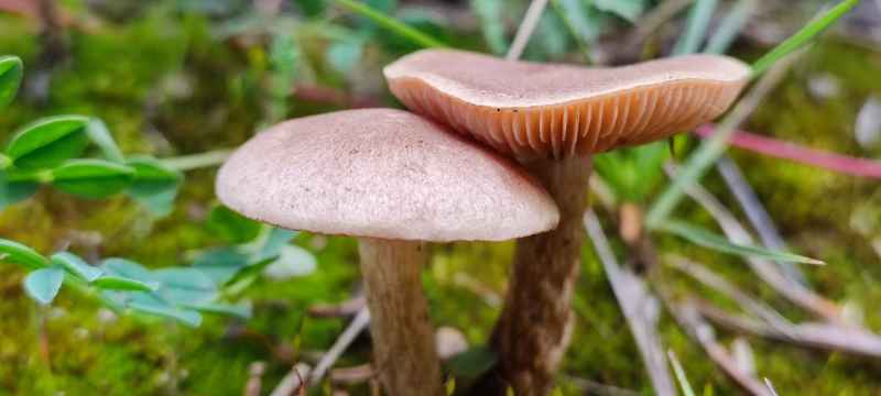 雨后的倔强