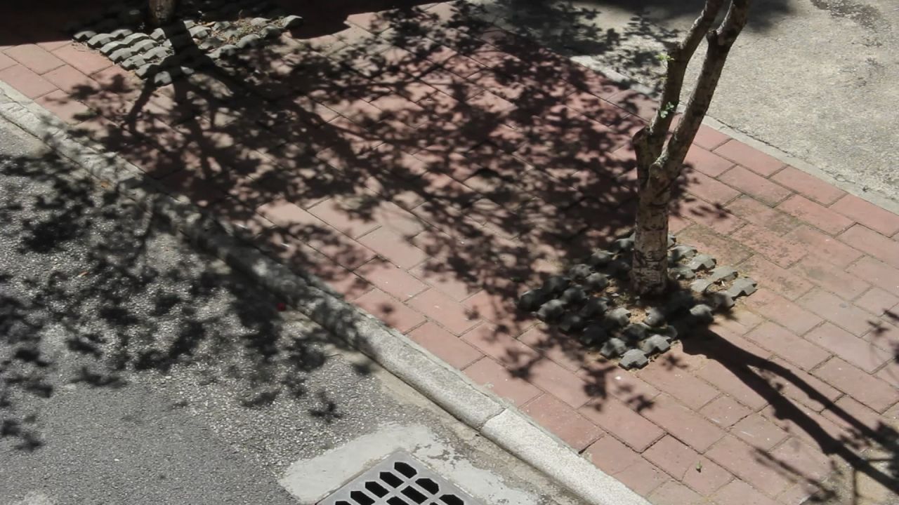 阳光鸟语桂花树影