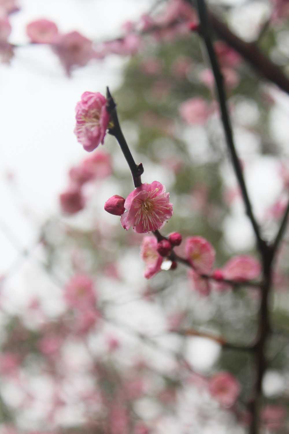 樱花