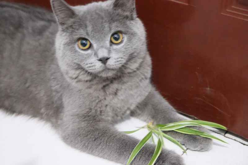 蓝猫自拍 29