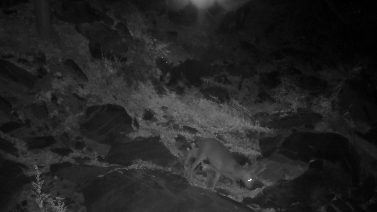 监控里的野生动物