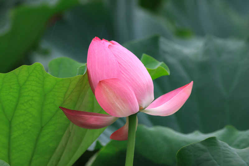 荷花 36