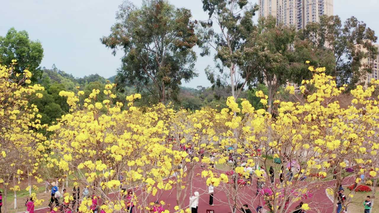 珠海市民赏香山湖公园黄花风铃花木景观 