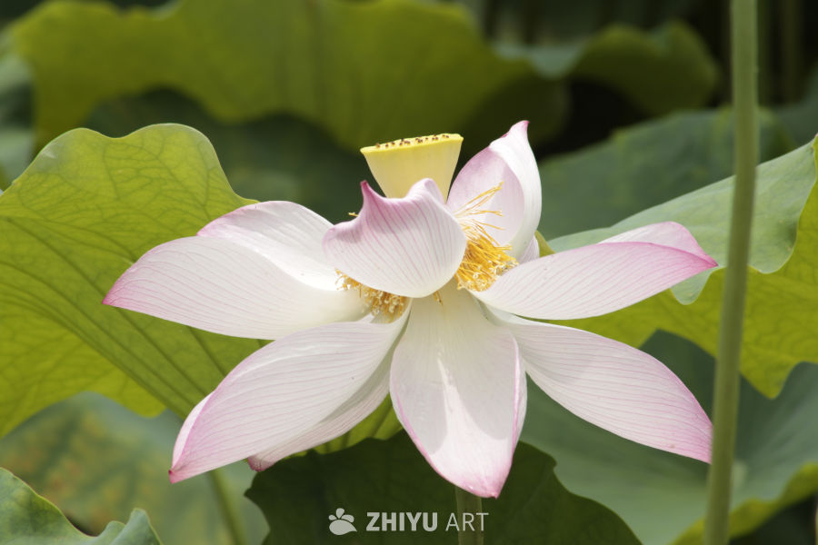 粉嫩莲花绽放