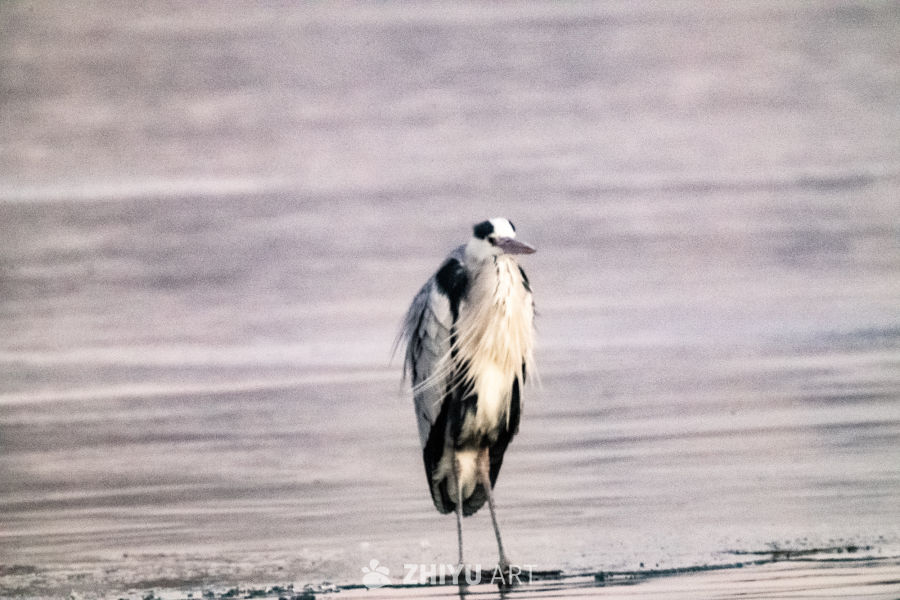 湿地中的苍鹭静立