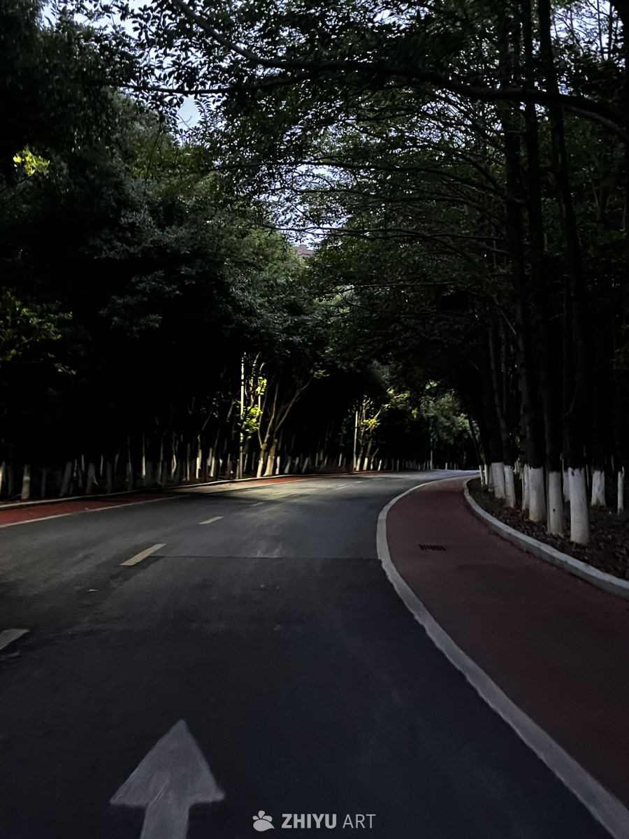 夜幕下的林荫道