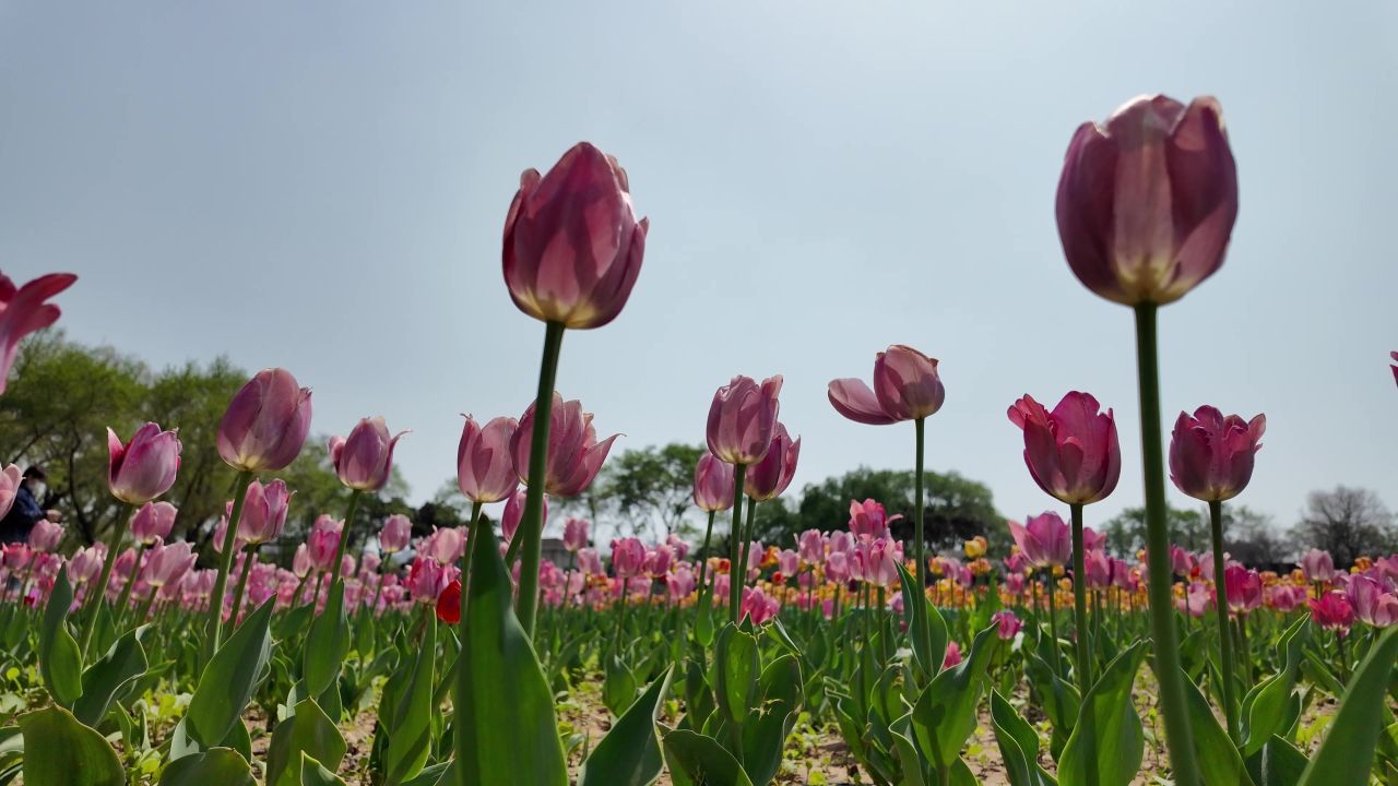 花海 郁金香 28