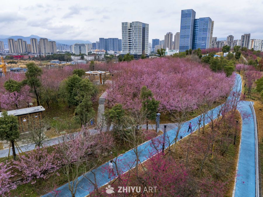 城市中的樱花乐园
