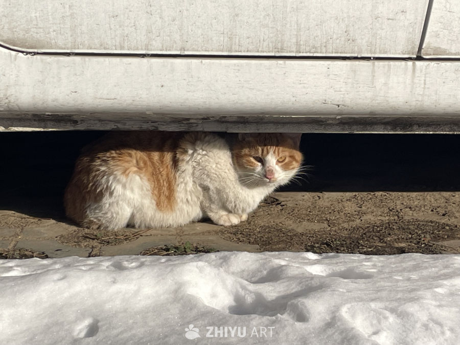 雪天的流浪猫 5
