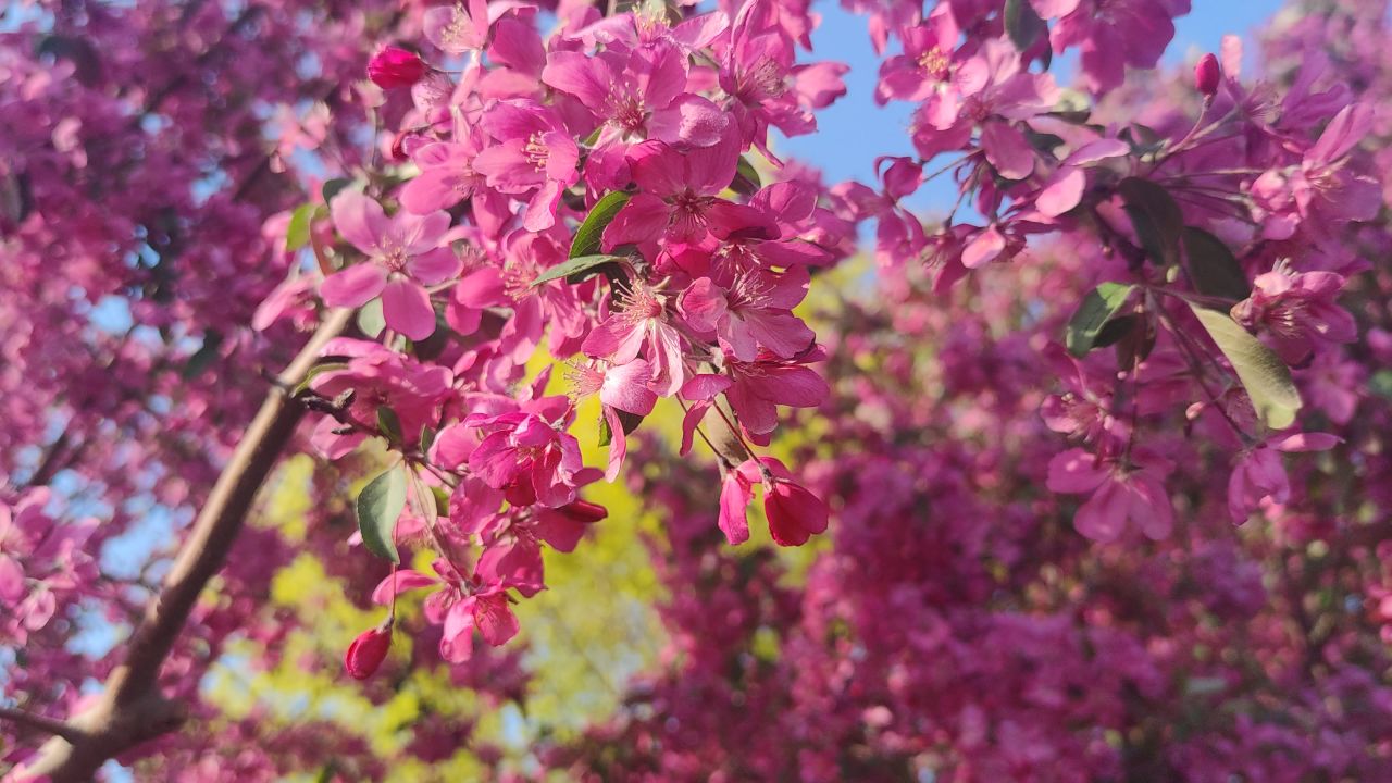 春天 花已开 21