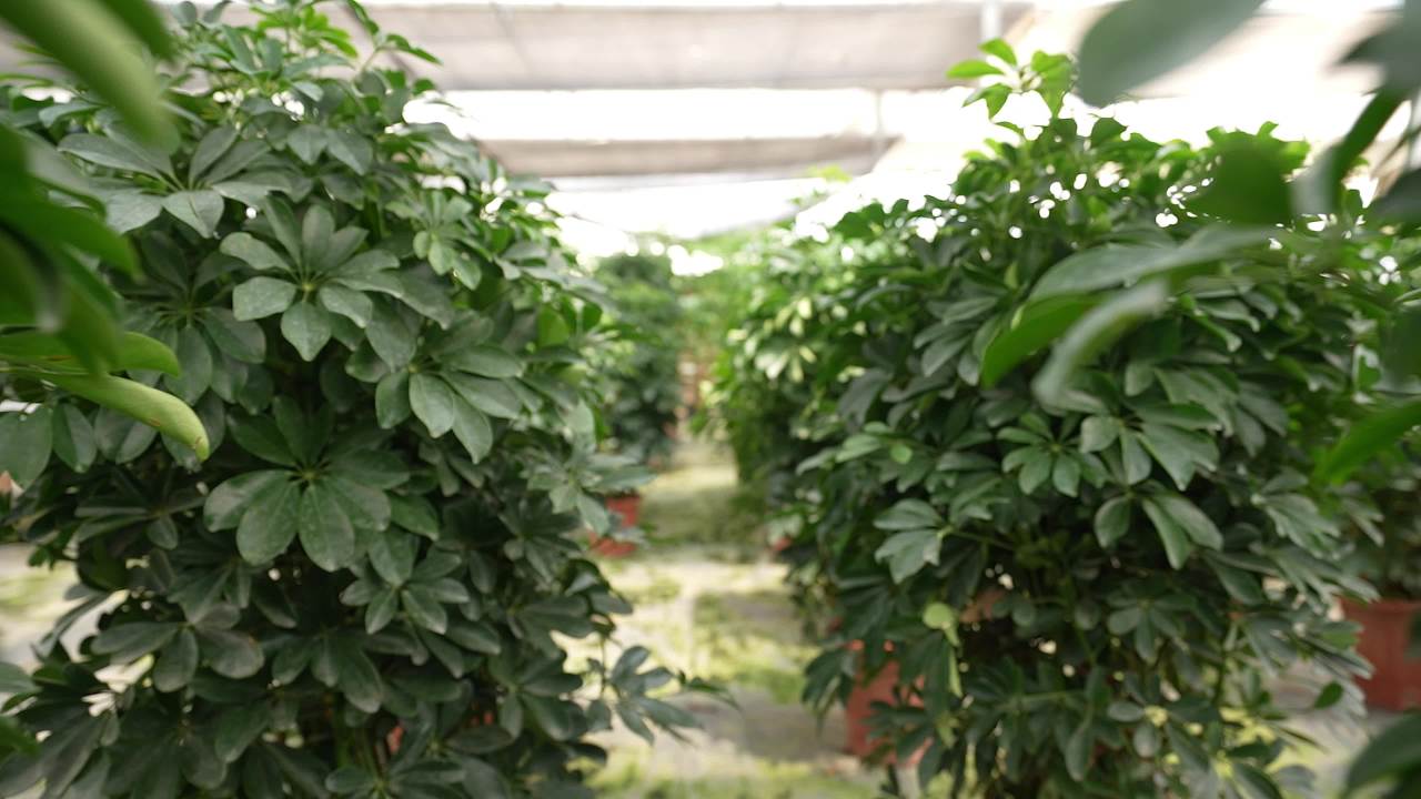 盆栽绿植花卉大棚