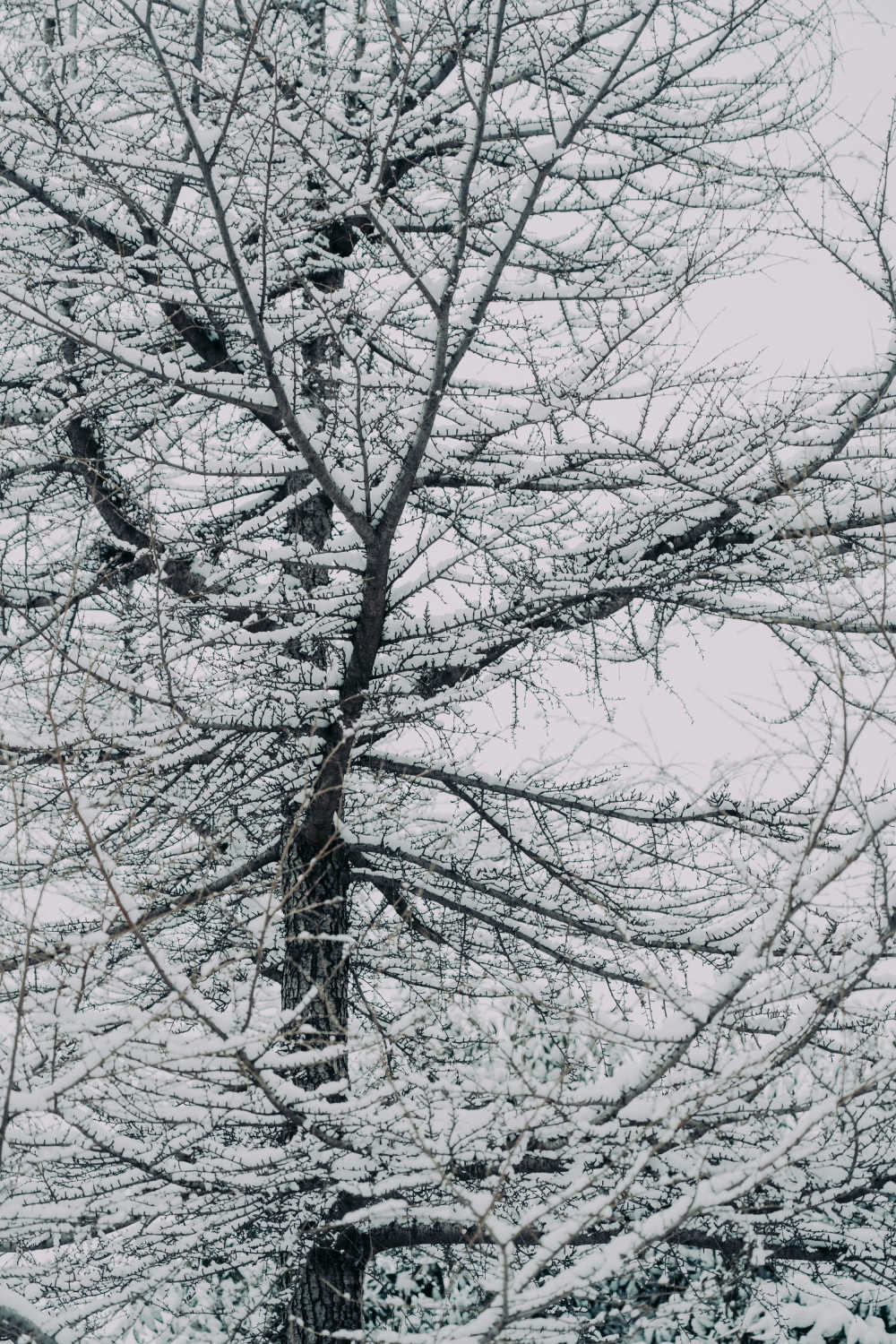 雪景