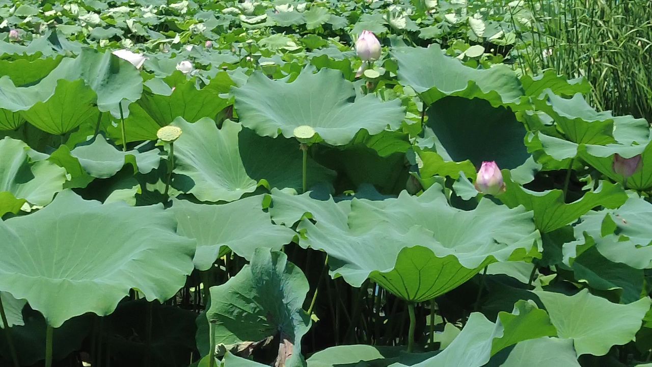 夏日风景蓝天白云荷花荷叶实拍 