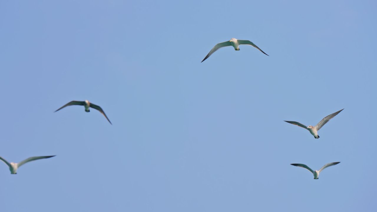 海鸥翱翔蓝天