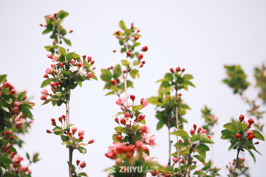春天海棠花 15