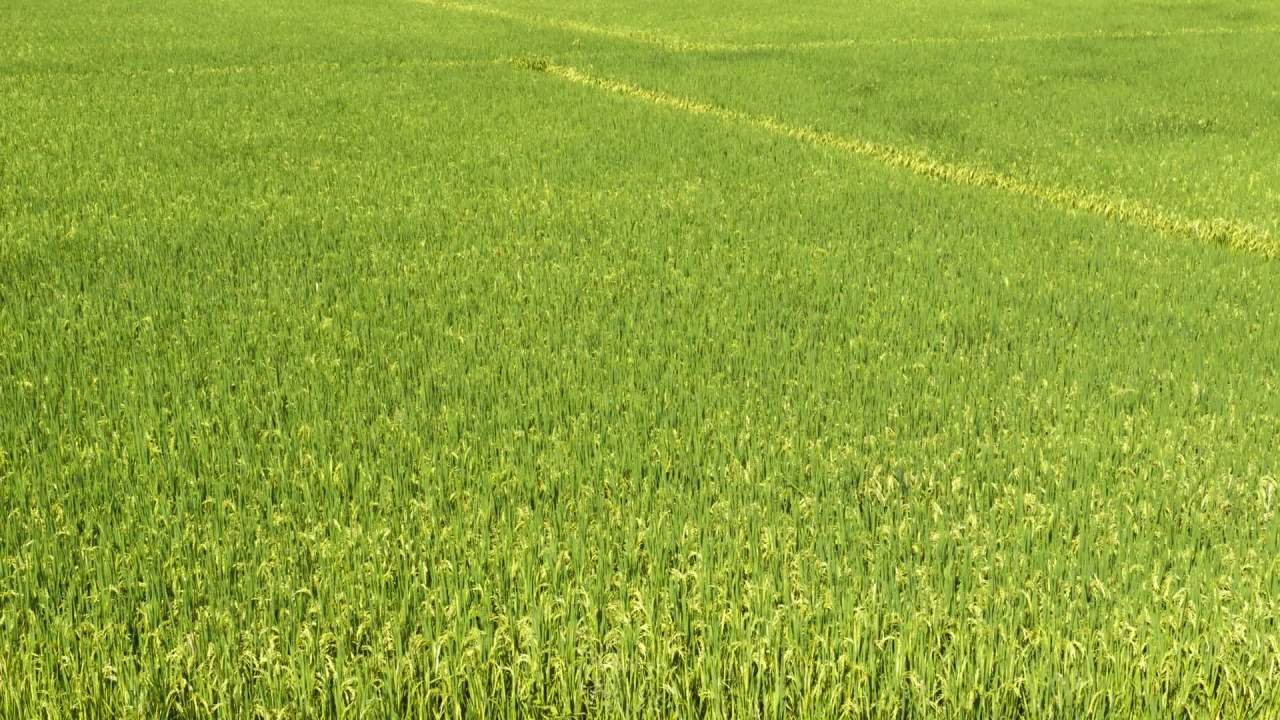 水稻田野粮食庄稼五常大米 44