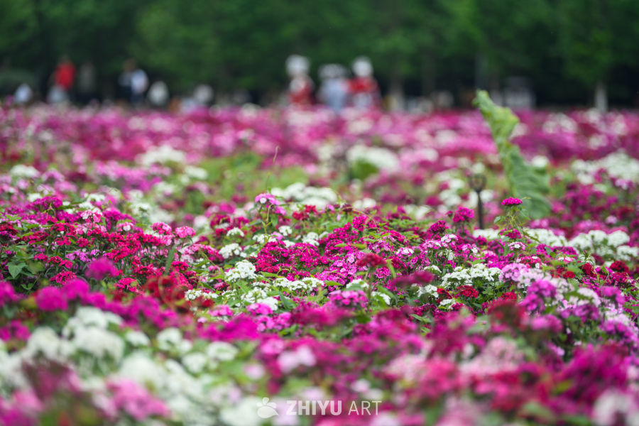 花海 5